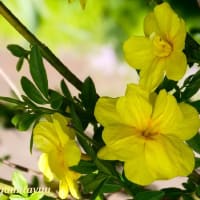 「相模原麻溝公園」では珍しい「イエローベル」が黄色の花！！
