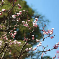 ３月喫茶のお菓子は桜餅
