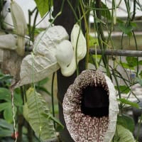 オオバオオヤマレンゲが咲き出した京都府立植物園にて（PartⅣ）