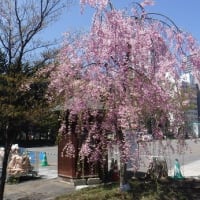 札幌の枝垂れザクラ巡り物語