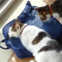 かあちゃんの物は、ちびズの物ニャ