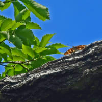 クロアゲハ♂の吸蜜・ギンヤンマ♂の飛翔ほか～樹液を求めてゴマダラチョウほか3種のチョウたち・・・