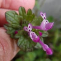 2025年5月12日(月)　苫小牧「近所の自然散歩」植物調査