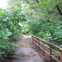 一万本のアジサイ…涸沼自然公園（茨城町）