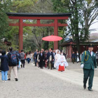 最古の県営公園の桜と日本一の桜回廊