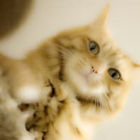 上から目線で♪