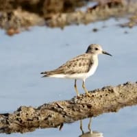 07/15お気に入りの野鳥-14（オジロトウネン）