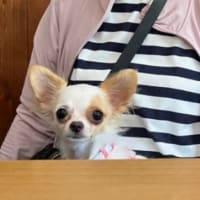 シロ6ヶ月になりました🐕