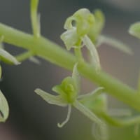 Liparis viridiflora [Blume] Lindley 1830 