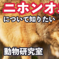 ニホンオオカミについて知りたい【動物研究室】
