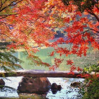 錦秋の六義園・°＊2024