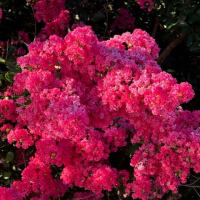 オサンポ walk - 植物plant : 百日紅満開 a crape myrtle in full bloom