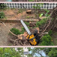 庭のカイズカイブキをチェーンソーで伐採！