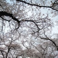 桜のトンネル