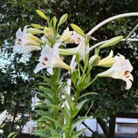 我が家の百合の花達