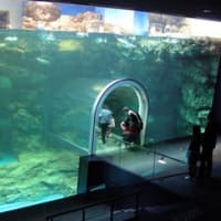 しものせき水族館『ペンギン村』オープン