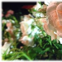 夢の中のステキな場所で❷