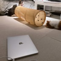 本日の猫たち#217