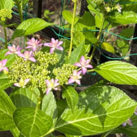 紫陽花が咲き始めました
