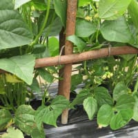 蔓なしサヤインゲンに支柱をし収穫開始