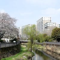 #9342 春散歩🚶‍➡️