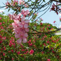 暴露祭り！開催