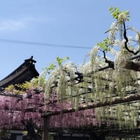 5月ですね