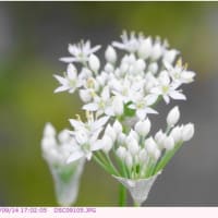 ニンニク　〈ニンニクの白い花〉　