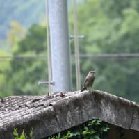 イソヒヨドリのメスも声大きい