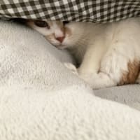 【キジたん】突発性膀胱炎