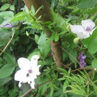 クレマチス　白花