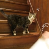 ドアが開いたら入る予定