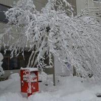 雪降りました。
