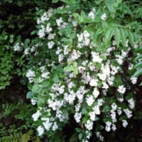 何かに導かれての里山
