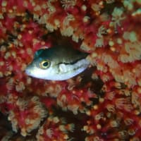 石橋最新生物事情2025/05/21[w/pics]