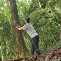 ミヤマクワガタとりに行こう 4