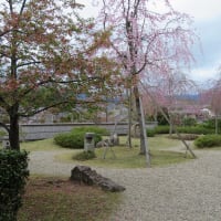 春の京都を桜散歩（4月4日）：圓光寺へ！