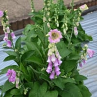 【初夏の薬草園】ケシの花
