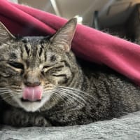 看板猫がいるお店で猫飲み 気ままなイタリアン チャーリーさん1 (2506)