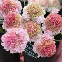 ラナンキュラスポンポン♡　スカビオサ♡