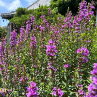 平塚の蓮寺「要法寺」では「チェストベリー」が紫の花穂を！！