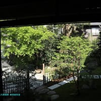【京都幕間旅情】西来院,躑躅が美しい季節に拝観へ歩み進めた再興なった寺院庭園