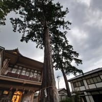 御神木のパワーと