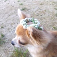 我が家に やって来た チワワ
