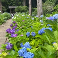 紫陽花の季節