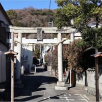 吾妻山公園（菜の花＆富士山）