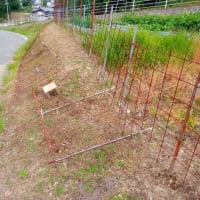 忙しい3日間