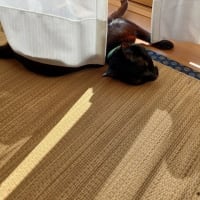 寄せ植え　猫など。