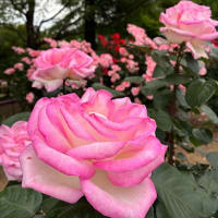 ばら バラ 薔薇（2）