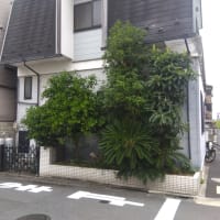 間抜けです